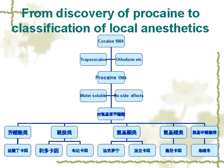 From discovery of procaine to classification of local anesthetics Cocaine 1884 Tropacocaine Othoform etc