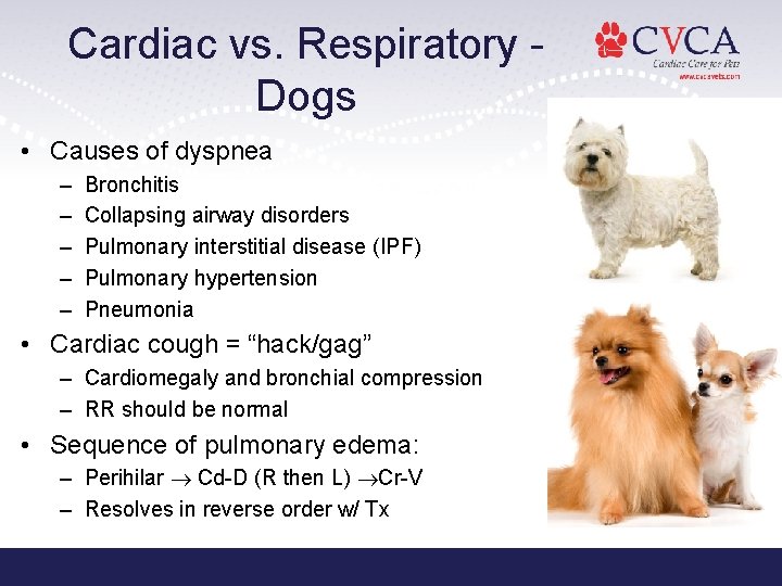 Cardiac vs. Respiratory Dogs • Causes of dyspnea – – – Bronchitis Collapsing airway