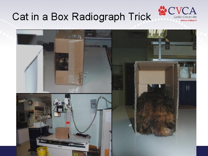 Cat in a Box Radiograph Trick 