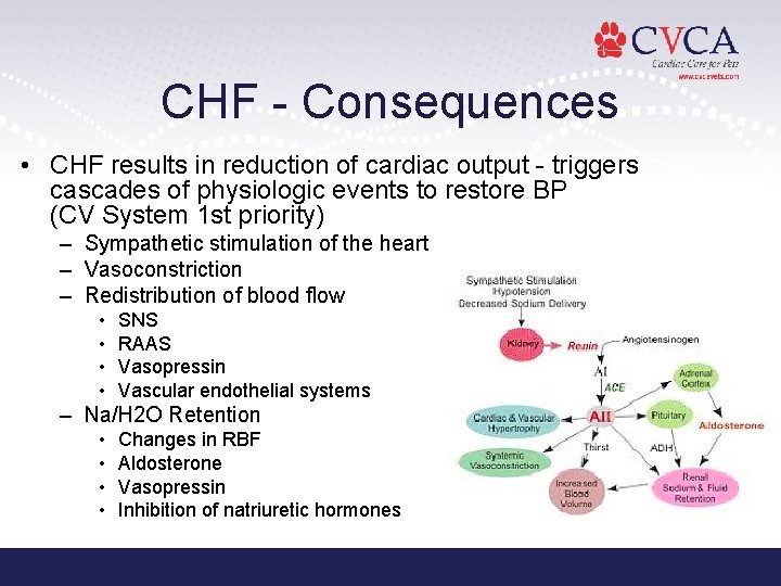 CHF - Consequences • CHF results in reduction of cardiac output - triggers cascades