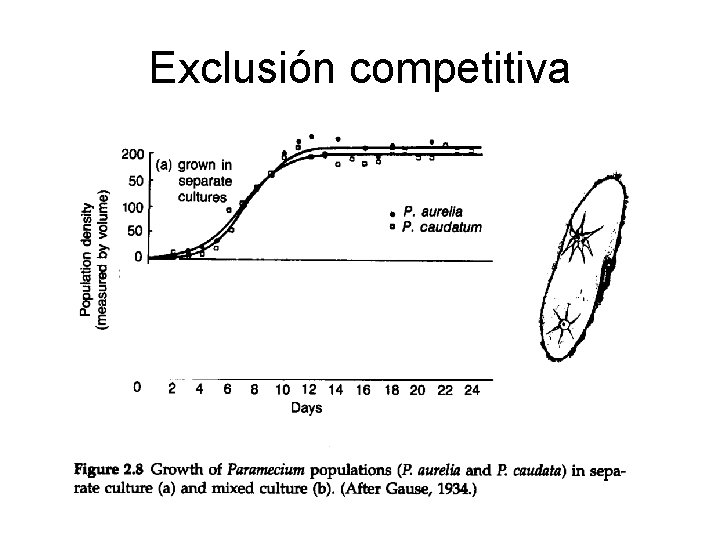 Exclusión competitiva Exclusión competitiva