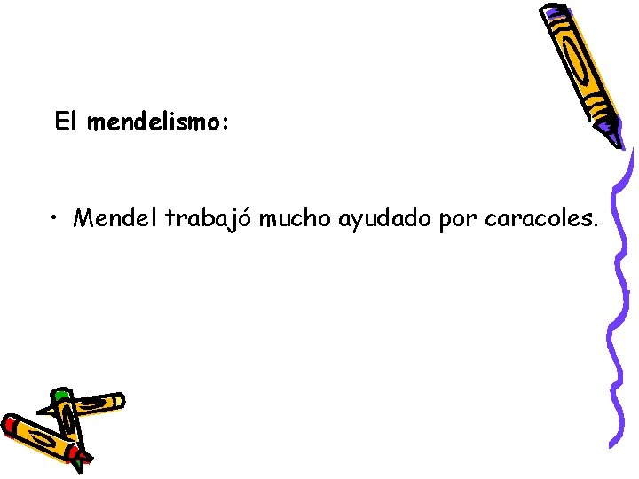 El mendelismo: • Mendel trabajó mucho ayudado por caracoles. 