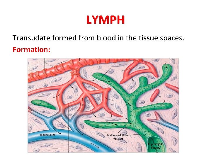 LYMPH Transudate formed from blood in the tissue spaces. Formation: 