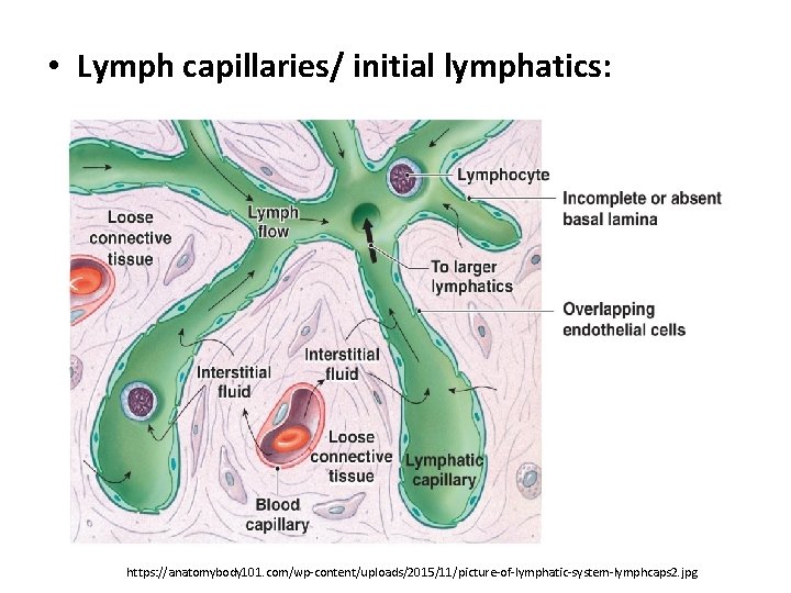  • Lymph capillaries/ initial lymphatics: https: //anatomybody 101. com/wp-content/uploads/2015/11/picture-of-lymphatic-system-lymphcaps 2. jpg 