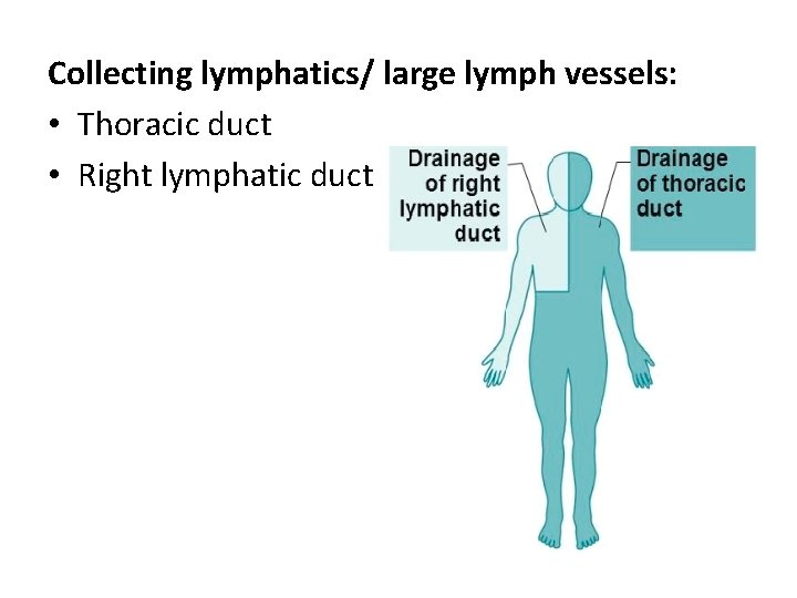 Collecting lymphatics/ large lymph vessels: • Thoracic duct • Right lymphatic duct 