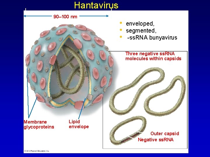 Hantavirus 90– 100 nm • • • enveloped, segmented, -ss. RNA bunyavirus Three negative