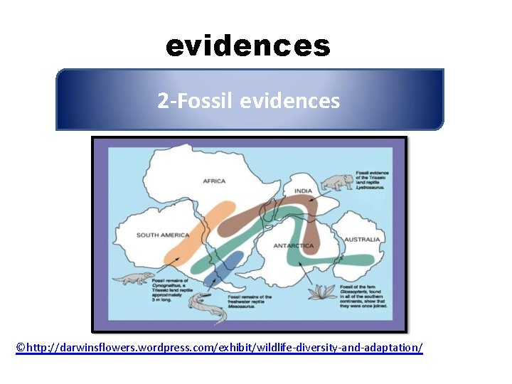 evidences 2 -Fossil evidences ©http: //darwinsflowers. wordpress. com/exhibit/wildlife-diversity-and-adaptation/ 