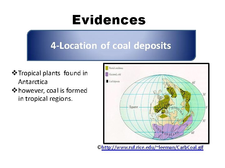 Evidences 4 -Location of coal deposits Tropical plants found in Antarctica however, coal is