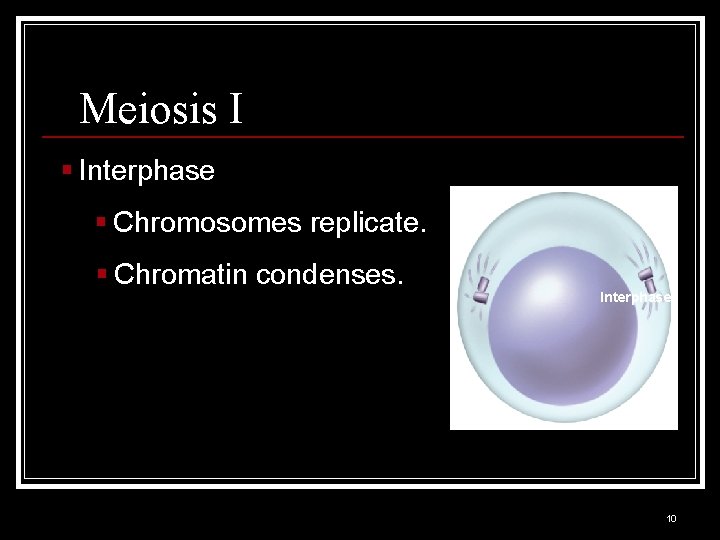 Meiosis I § Interphase § Chromosomes replicate. § Chromatin condenses. Interphase 10 