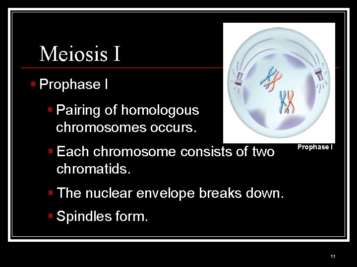 Meiosis I § Prophase I § Pairing of homologous chromosomes occurs. § Each chromosome