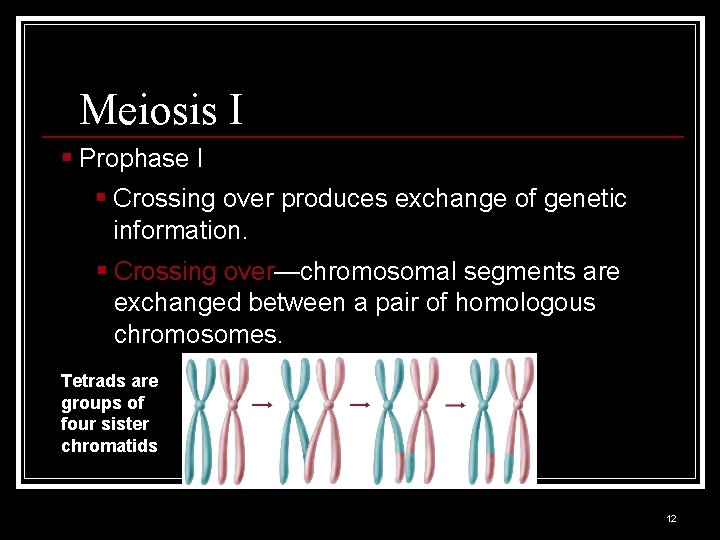 Meiosis I § Prophase I § Crossing over produces exchange of genetic information. §