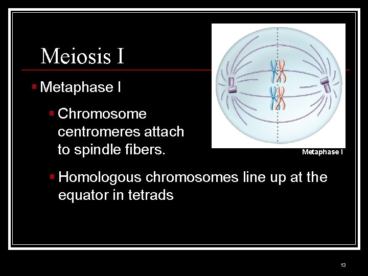 Meiosis I § Metaphase I § Chromosome centromeres attach to spindle fibers. Metaphase I