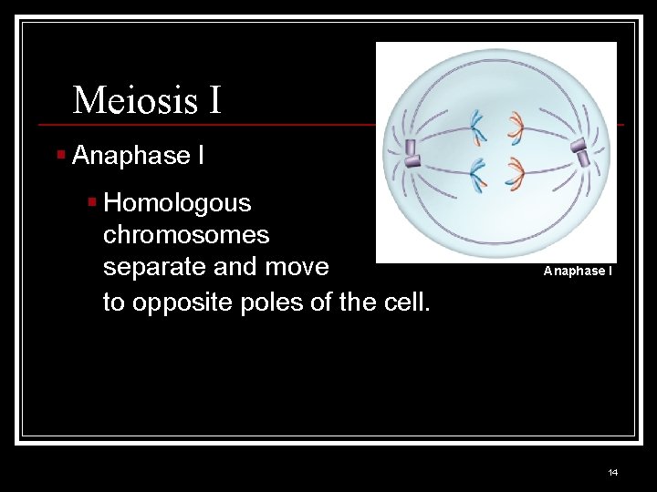 Meiosis I § Anaphase I § Homologous chromosomes separate and move to opposite poles