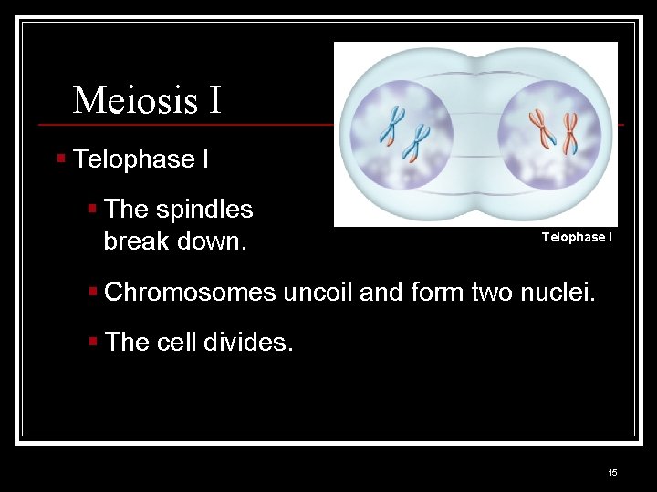 Meiosis I § Telophase I § The spindles break down. Telophase I § Chromosomes