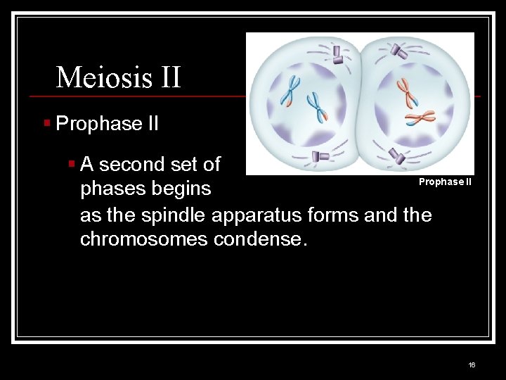 Meiosis II § Prophase II § A second set of Prophase II phases begins