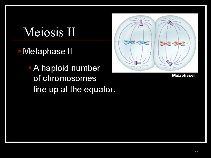 Meiosis II § Metaphase II § A haploid number of chromosomes line up at