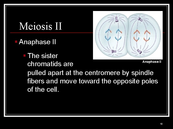 Meiosis II § Anaphase II § The sister Anaphase II chromatids are pulled apart