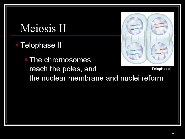 Meiosis II § Telophase II § The chromosomes Telophase II reach the poles, and