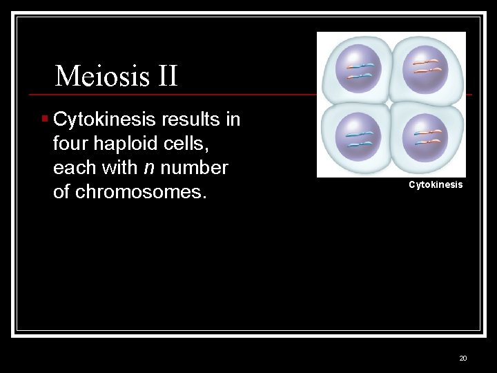 Meiosis II § Cytokinesis results in four haploid cells, each with n number of