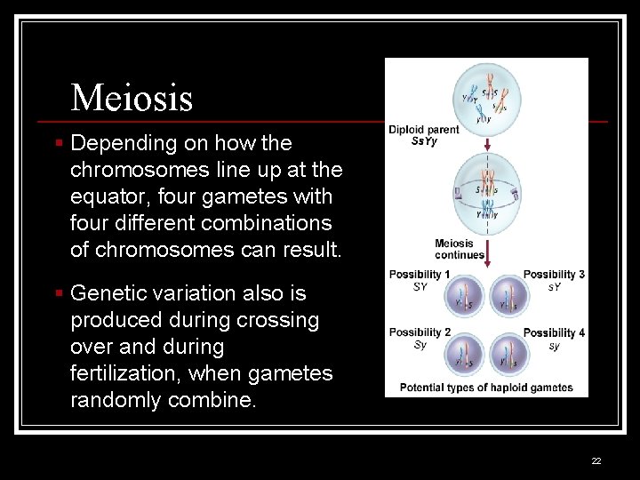 Meiosis § Depending on how the chromosomes line up at the equator, four gametes