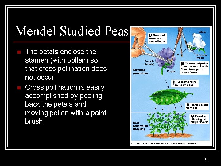 Mendel Studied Peas n n The petals enclose the stamen (with pollen) so that