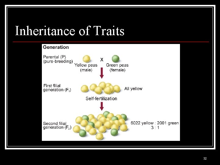 Inheritance of Traits 32 