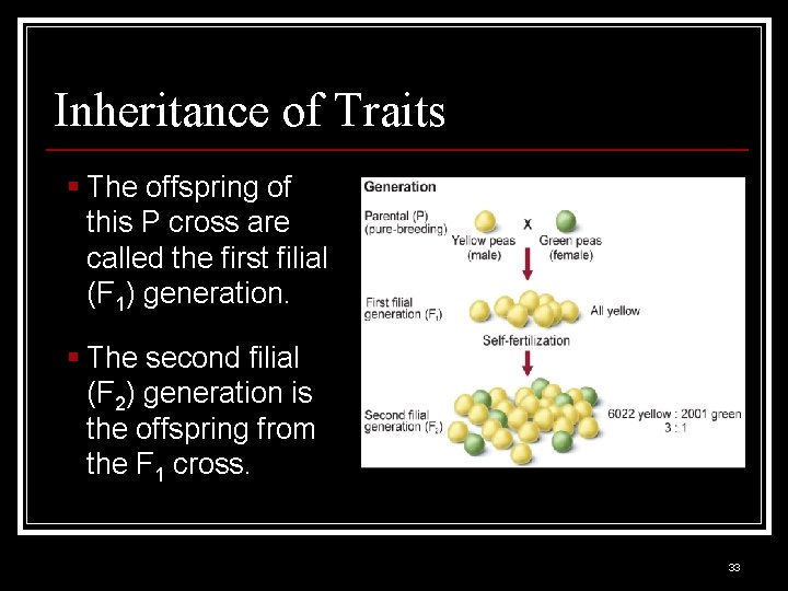Inheritance of Traits § The offspring of this P cross are called the first