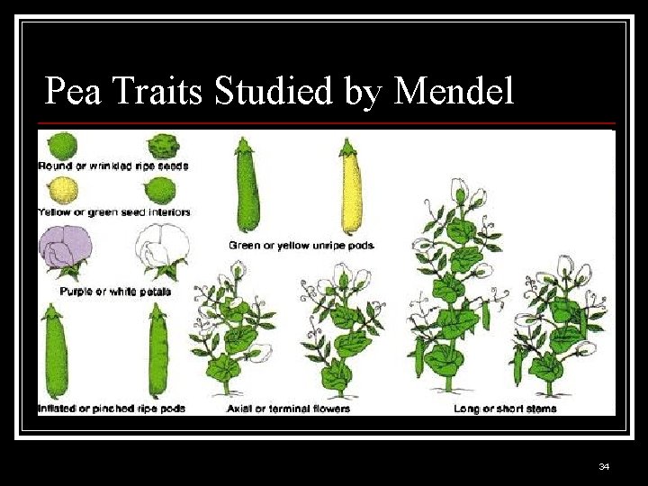 Pea Traits Studied by Mendel 34 