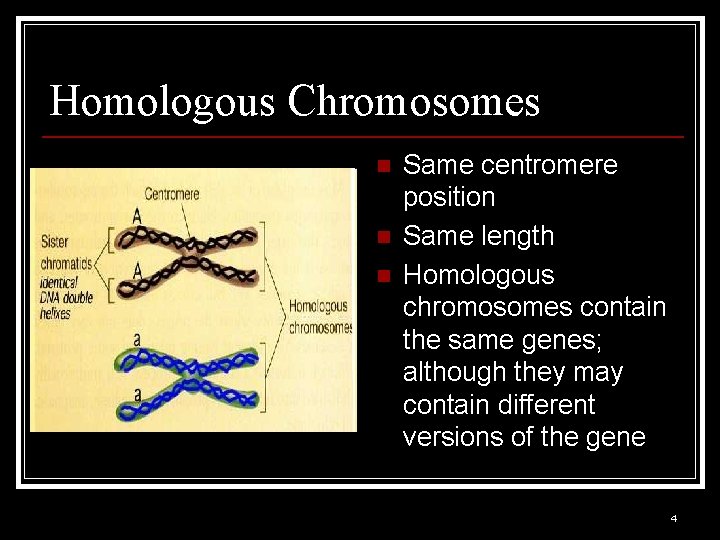 Homologous Chromosomes n n n Same centromere position Same length Homologous chromosomes contain the