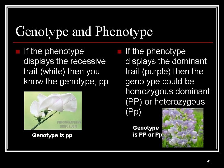 Genotype and Phenotype n If the phenotype displays the recessive trait (white) then you