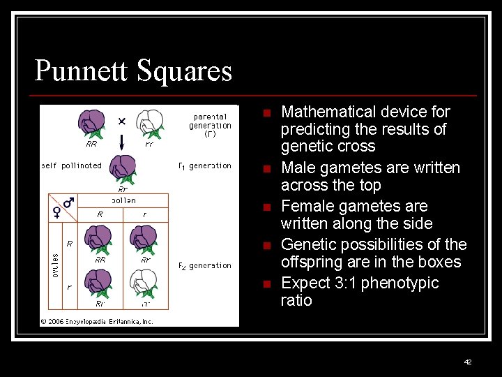 Punnett Squares n n n Mathematical device for predicting the results of genetic cross