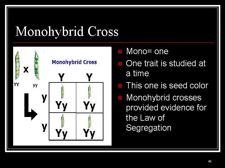 Monohybrid Cross n n Mono= one One trait is studied at a time This