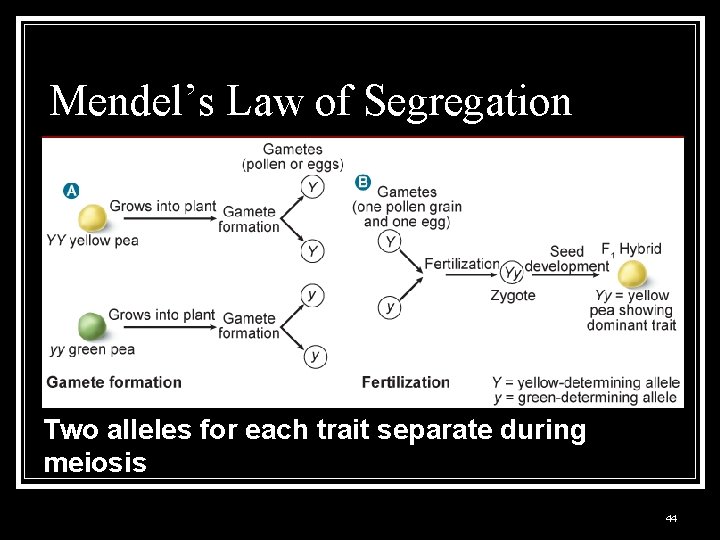 Mendel’s Law of Segregation Two alleles for each trait separate during meiosis 44 