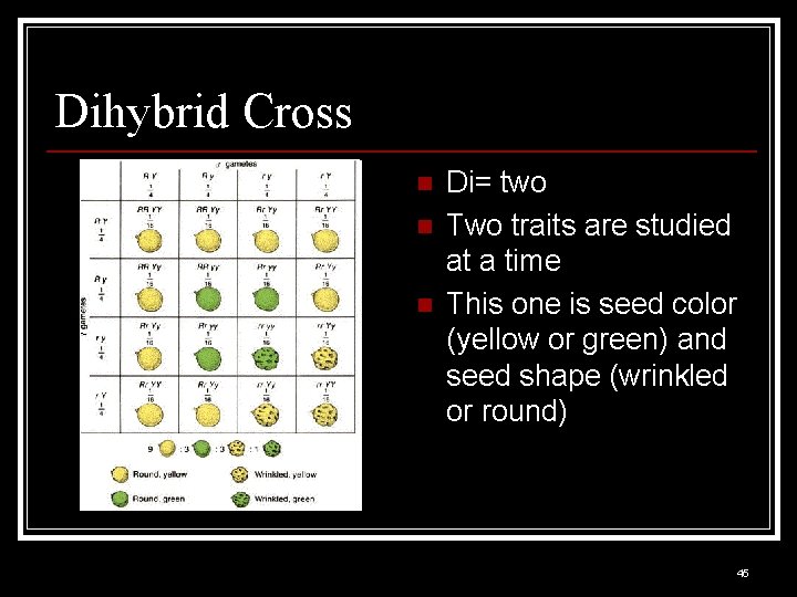 Dihybrid Cross n n n Di= two Two traits are studied at a time