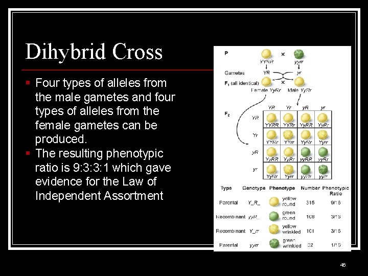 Dihybrid Cross § Four types of alleles from the male gametes and four types