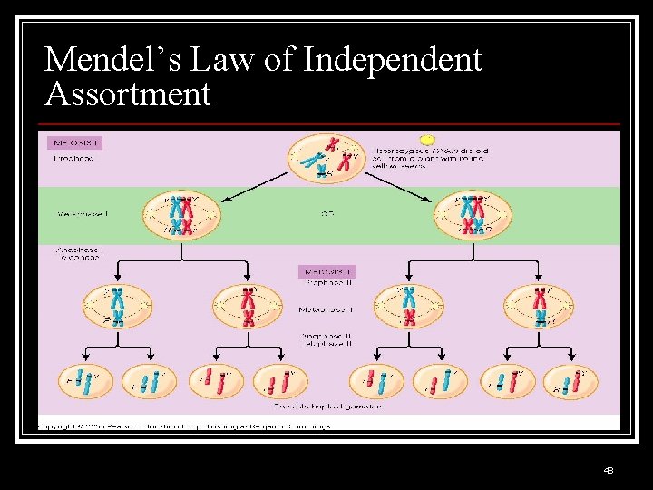Mendel’s Law of Independent Assortment 48 