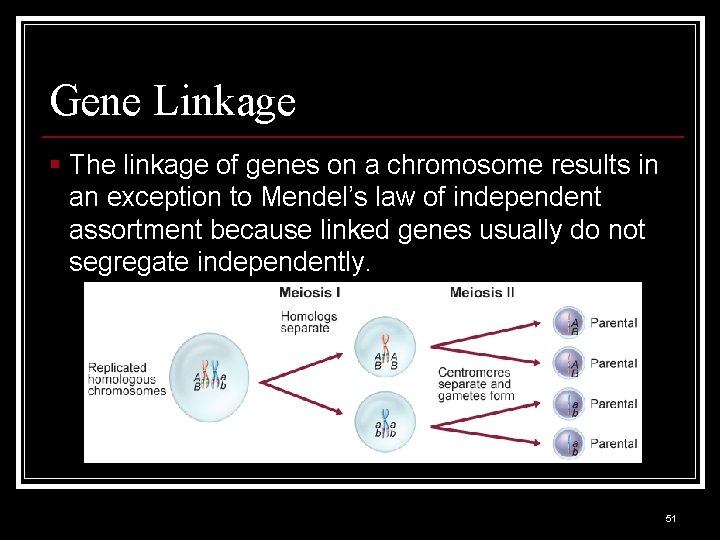 Gene Linkage § The linkage of genes on a chromosome results in an exception