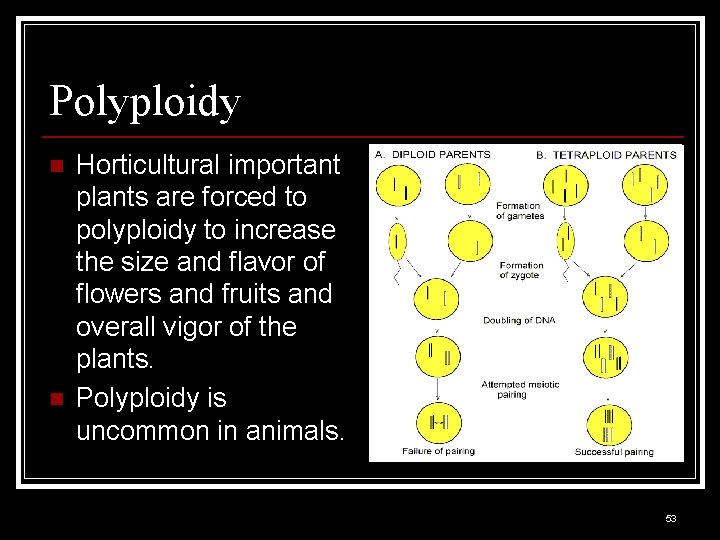 Polyploidy n n Horticultural important plants are forced to polyploidy to increase the size