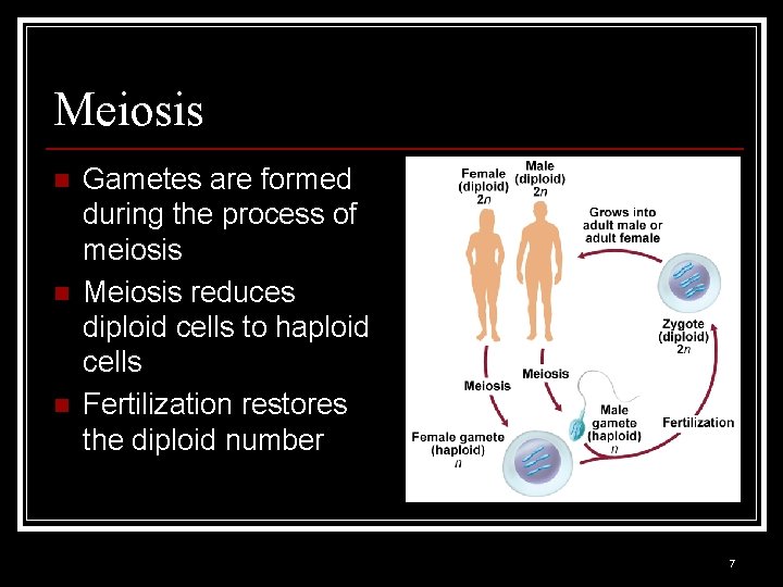 Meiosis n n n Gametes are formed during the process of meiosis Meiosis reduces