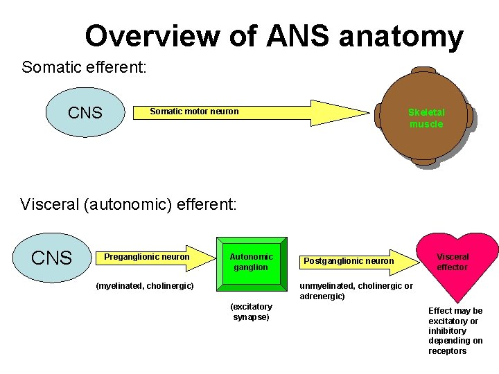 Overview of ANS anatomy Somatic efferent: CNS Somatic motor neuron Skeletal muscle Visceral (autonomic)