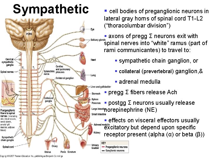 Sympathetic § cell bodies of preganglionic neurons in lateral gray horns of spinal cord