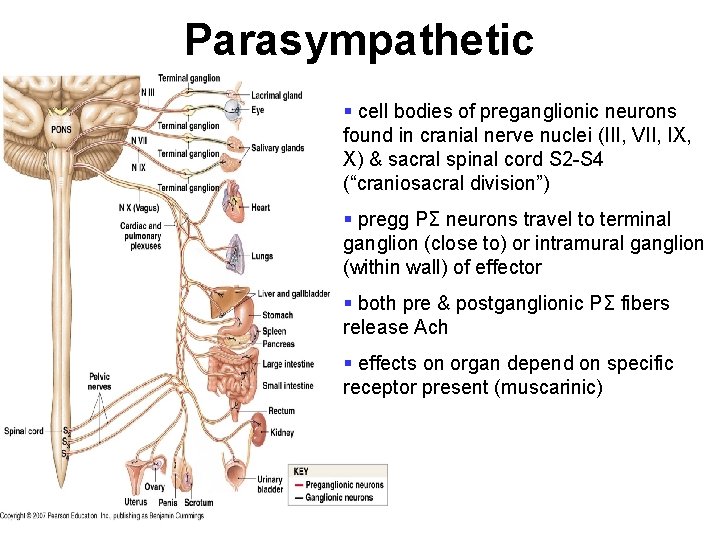 Parasympathetic § cell bodies of preganglionic neurons found in cranial nerve nuclei (III, VII,