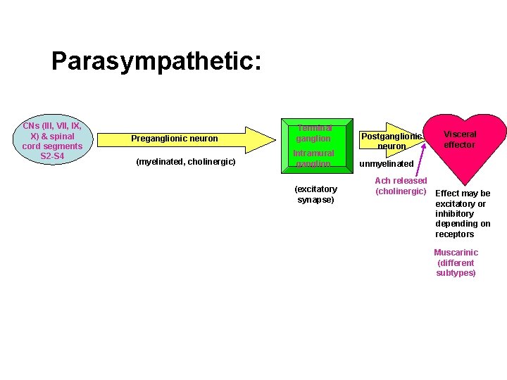 Parasympathetic: CNs (III, VII, IX, X) & spinal cord segments S 2 -S 4