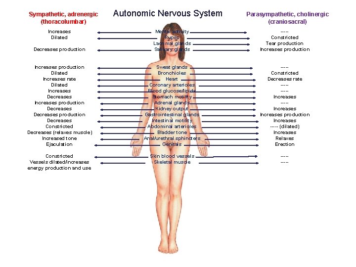 Sympathetic, adrenergic (thoracolumbar) Increases Dilated Autonomic Nervous System Parasympathetic, cholinergic (craniosacral) Decreases production Mental