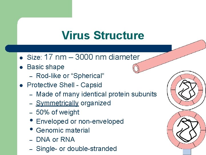 Virus Structure l l l Size: 17 nm – 3000 nm diameter Basic shape