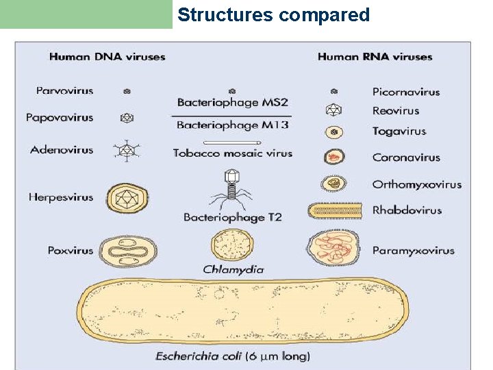 Structures compared From Medical Microbiology, 5 th ed. , Murray, Rosenthal & Pfaller, Mosby