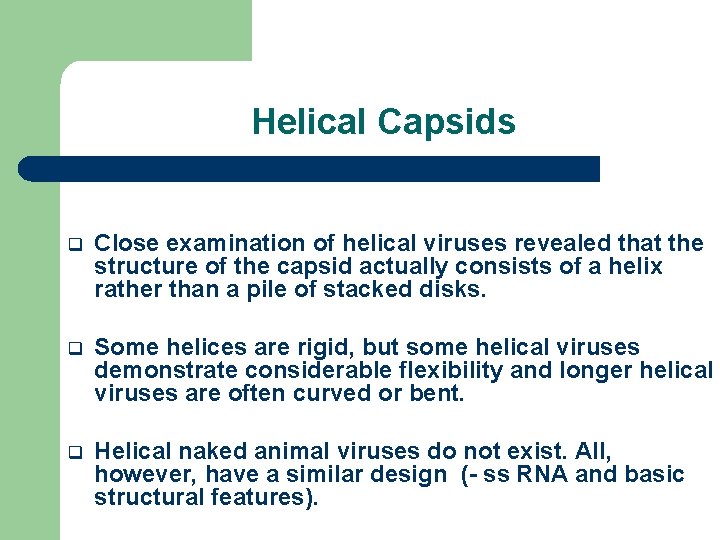 Helical Capsids q Close examination of helical viruses revealed that the structure of the