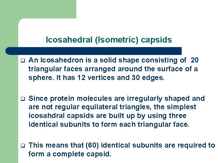 Icosahedral (Isometric) capsids q An Icosahedron is a solid shape consisting of 20 triangular