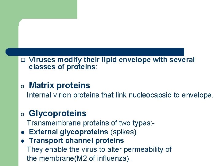 q Viruses modify their lipid envelope with several classes of proteins: o Matrix proteins