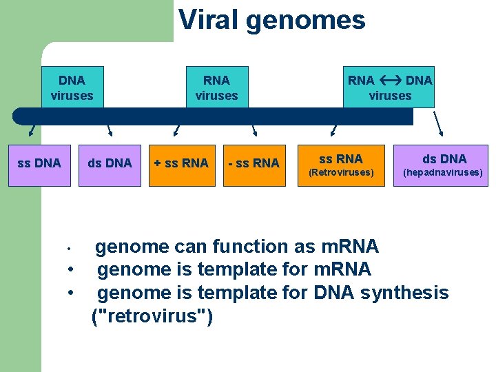 Viral genomes DNA viruses ss DNA ds DNA RNA viruses + ss RNA -